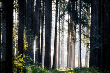 interior de un bosque de abetos, Abies alba, Baden-Wurtemberg, distrito de Selva Negra-, Alemania,...