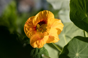 orange yellow flower
