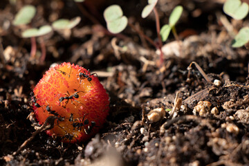 ants eating fruit