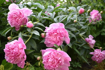 pink flowers in a garden