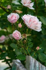 Photography of beautiful roses in a garden 