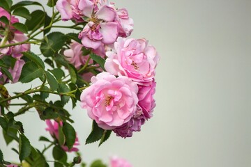 Photography of beautiful roses in a garden 
