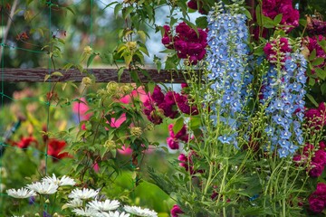 Delphinium and other flowers in a flower bed in the garden