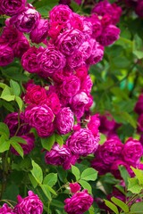 Photography of beautiful roses in a garden 