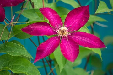 Flowering clematis on a flower bed 