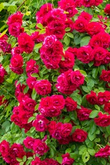 Photography of beautiful roses in a garden 