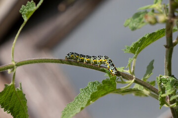 caterpillar