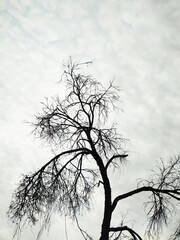 A tree silhouette against sky