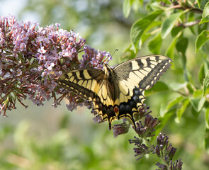 butterfly on flower