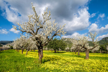 Fototapeta na wymiar almendros floridos, Prunus dulcis, Son Maixella, Mallorca, balearic islands, Spain