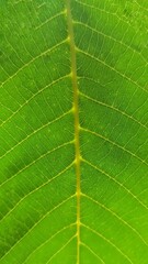 green leaf texture