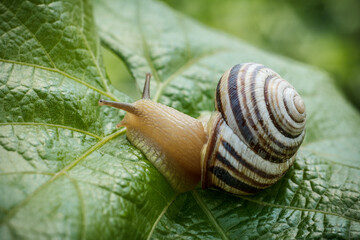 Close-up view of snail on green leaf.