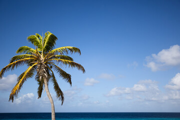 Fototapeta na wymiar Palm tree on the blue sky and azure sea background. 