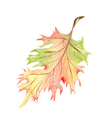Fototapeta premium Bright, colorful autumn leaf. Watercolor fall illustration