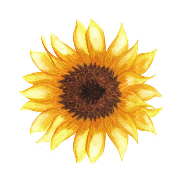 Watercolor sunflower hand painted illustration, perfect for wedding invitation, greeting card, fabric, textile, scrapbook.