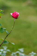 Bud of red rose with blurred green background.