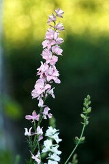 Wild pink flowers of Delphinium Consolida in the garden.