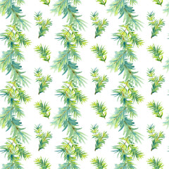 Seamless pattern of Spruce tree branches. Watercolor illustration isolated on a white background