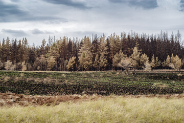 Fototapeta premium Plowed edge of a burnt forest. Orenburg region, Russia