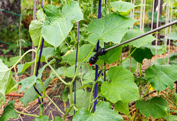 Sprinkling of cucumber bushes. Protecting cucumber plants from disease.