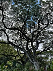 Tree branches stretching in the sky