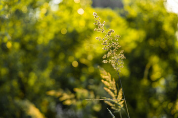 Grass in backlit sunlight on the background of nature