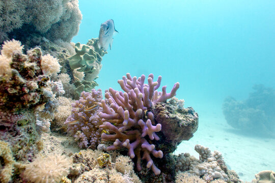 Coral reef with lilac hood coral and exotic fish at the bottom of tropical sea, underwater landscape