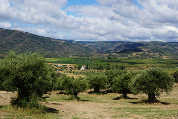 Rural landscape with olive grove
