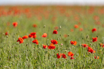 Vibrant red poppies growing in the countryside, with a shallow depth of field