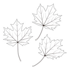メープルツリーの葉（線画）のイラスト