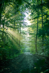 Fantastische Morgenstimmung im Wald, wo die einzelnen Sonnenstrahlen im Morgennebel sichtbar sind