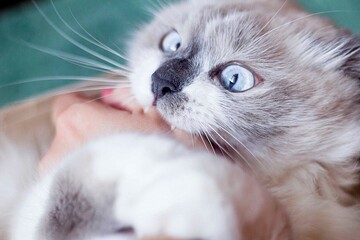 Cute funny  cat bites man's hand.