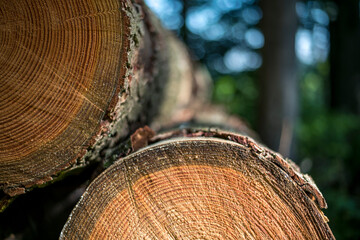 Abgesägte Holzstämme liegen am Wegesrand