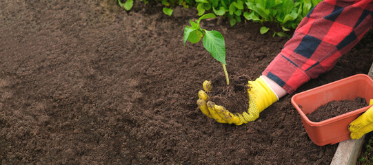 Hand of gardener seedling young vegetable plant in the fertile soil. Woman's hands in yellow gloves and red shirt is gardening. Female farmer planting peppers in the ground. Organic Cultivation