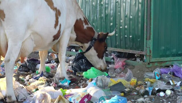 The homemade cow eats waste of a plastic bag in street garbage. Cows eat home waste garbage, deadly plastic bags. Cows climb in the city garbage