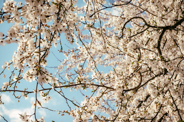 Wild cherry flowers blooming in spring. Wild cherry blossoms with white flowers against a blue sky. Delicate flowers of wild cherry