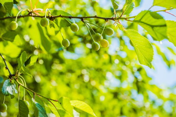 Unripe green cherries ripen on the tree in spring, shallow depth