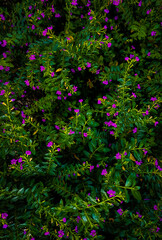 Fototapeta na wymiar Cuphea hyssopifolia Kunth flowers. Beautiful flowers background. Elfin herb plantation. 