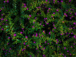 Cuphea hyssopifolia Kunth flowers. Beautiful flowers background. Elfin herb plantation. 