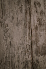 embossed texture background of brown bark