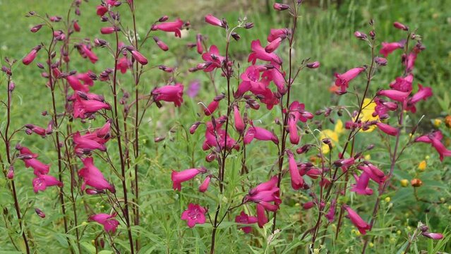Natural background with pink flowers of beardtongues swinging in the wind