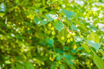 Fototapeta na wymiar Unripe green cherries ripen on the tree in spring, shallow depth of field, green leafs background