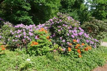 Rhododendronpark in der Lausitz