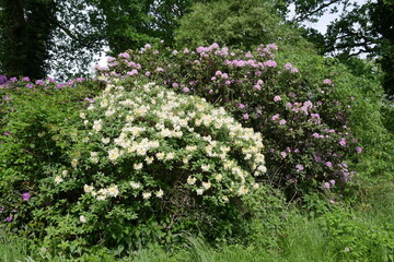 Rhododendronpark in der Lausitz