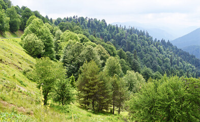 Green forest landscape on mountain slope