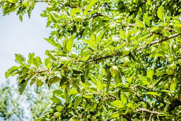 Fototapeta na wymiar Unripe green apples, Orchard. Young apple tree. Ripe fruit harvest