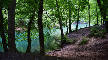 Obraz premium A road and lake in the forest