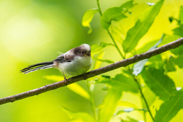 シマエナガの子供