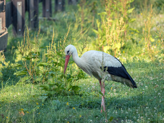 Ein Storch ist auf einer Wiese auf Nahrungssuche