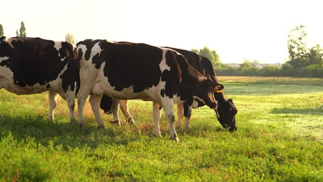 Cows eat grass in the field
